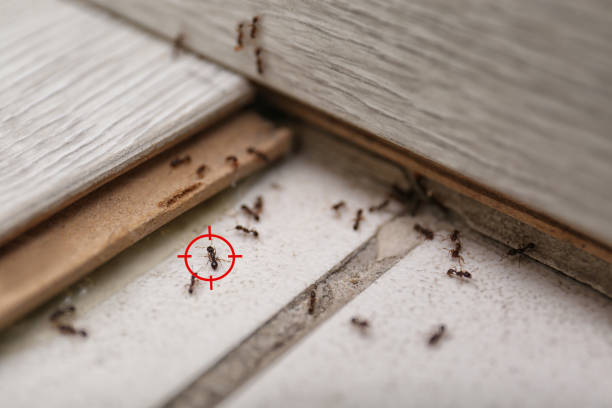 Best Bed Bug Extermination  in Charleston, MO
