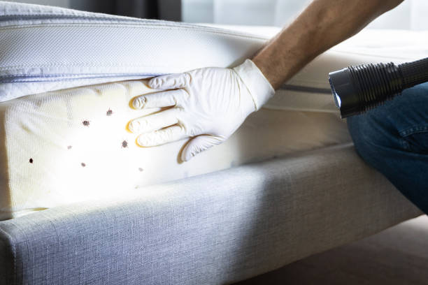 Best Wasp Removal Services  in Charleston, MO