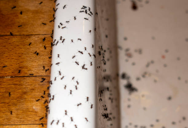 Best Pest Control Near Me in Charleston, MO