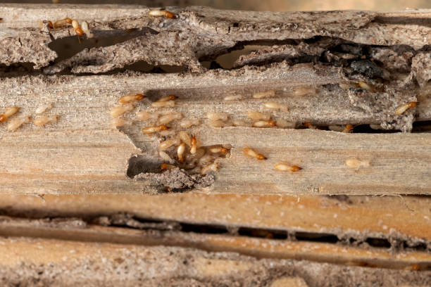 Best Affordable Pest Control Services  in Charleston, MO