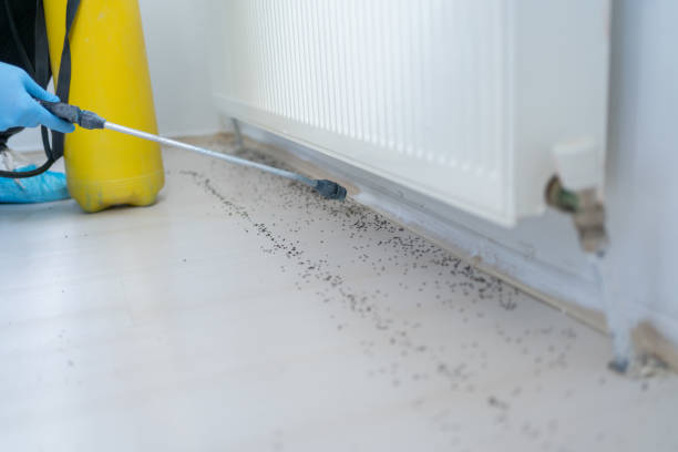 Best Termite Control Services  in Charleston, MO