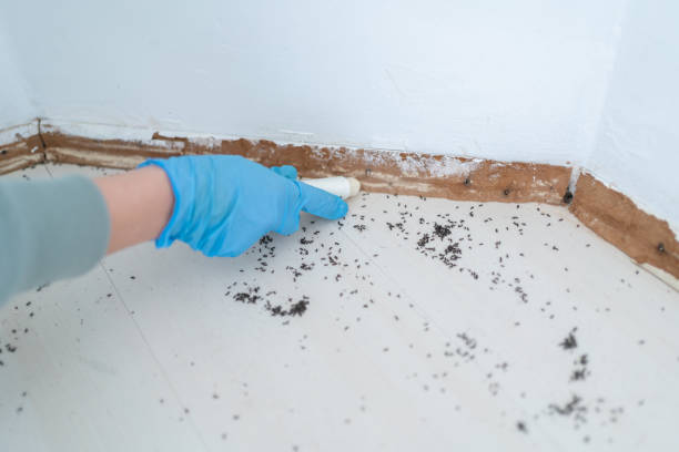 Best Pest Control for Restaurants  in Charleston, MO